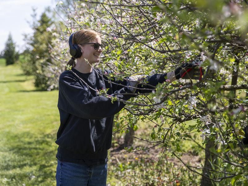 A student wearing headphones and thick gloves uses pruning shears to prune an apple tree